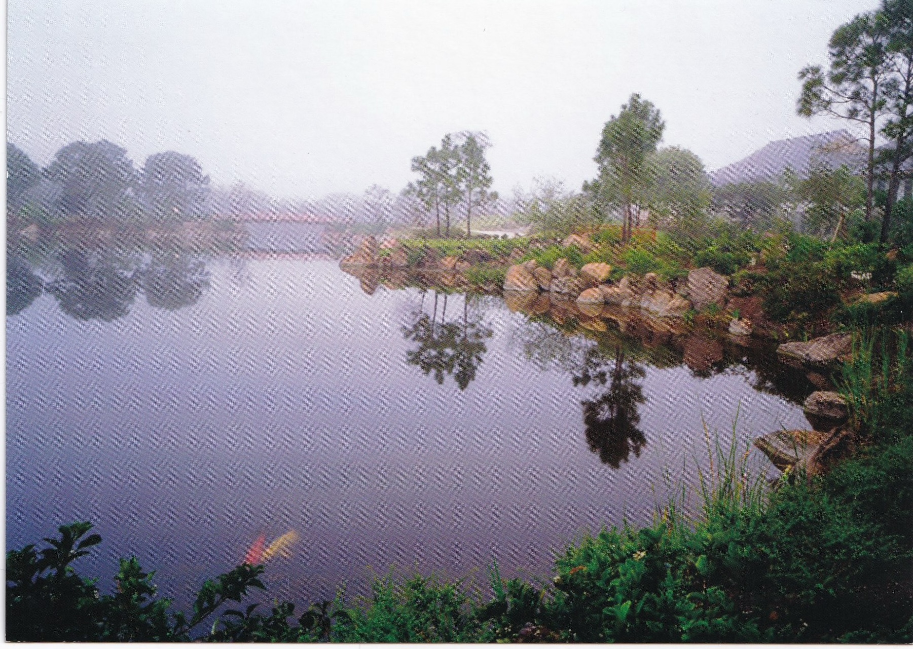 misty pond reflection